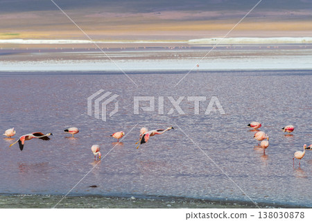 Serene flamingos wading in colorful water of Laguna Colorada Bolivia Serene flamingos wading in colorful water of Laguna Colorada Bolivia 138030878