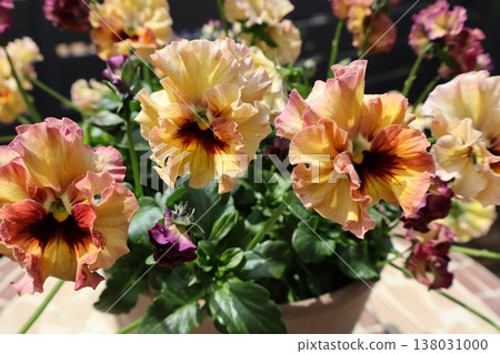 Frilly pansies that bloom beautifully in spring Frilly pansies that bloom beautifully in spring 138031000
