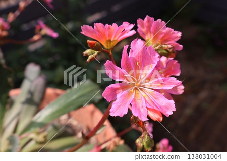 粉紅色路易斯花 138031004