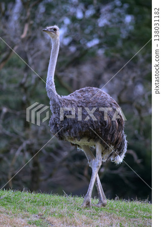 A female ostrich strutting across a grassland. 138031182