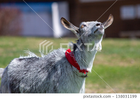 一隻山羊仰望著天空，陷入沉思。 （牧場場景） 138031199