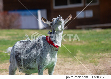 一隻山羊仰望著天空，陷入沉思。 （牧場場景） 138031200