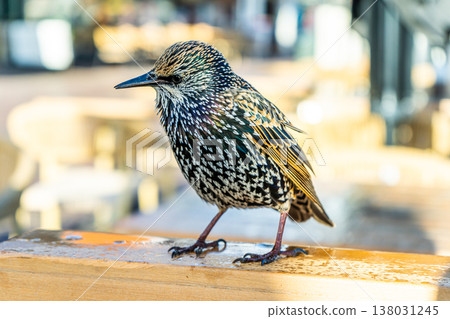 Bird european starling vulgaris closeup Bird european starling vulgaris closeup 138031245