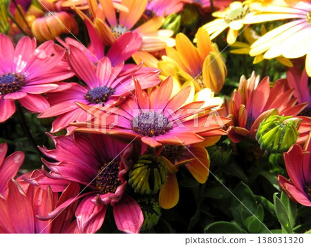 藍眼菊 藍眼菊 138031320