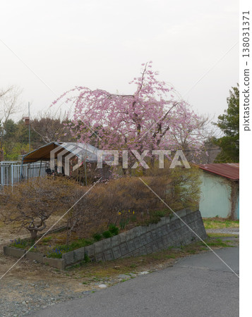 A photo taken from a distance of the cherry blossoms in full bloom at my home. A photo taken from a distance of the cherry blossoms in full bloom at my home. 138031371