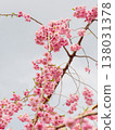 一幅垂枝櫻花盛開的豎幅構圖。 138031378
