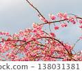 垂枝櫻花樹的上部 138031381