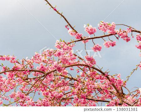 垂枝櫻花樹的上部 138031381