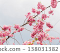 垂枝櫻花盛開 138031382