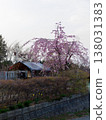 我從遠處拍下了我家院子裡的垂枝櫻花樹的照片。 138031383
