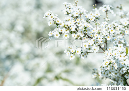 Spiraea in pure white Spiraea in pure white 138031460