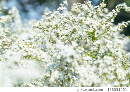 Spiraea in pure white Spiraea in pure white 138031461