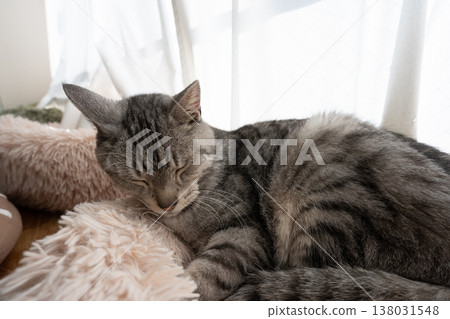 Sabatra cat sleeping by the window 138031548