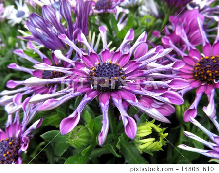 Osteospermum margarita 138031610