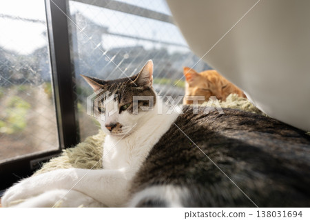 A cute cat relaxing by the window - Tabby cat A cute cat relaxing by the window - Tabby cat 138031694