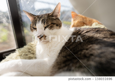 A cute cat relaxing by the window - Tabby cat A cute cat relaxing by the window - Tabby cat 138031696