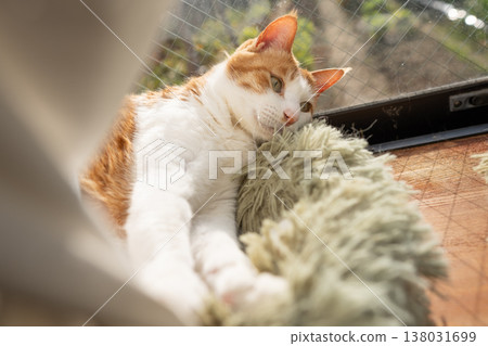 A cat relaxing by the window Brown tiger white A cat relaxing by the window Brown tiger white 138031699