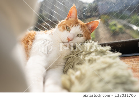 A cat relaxing by the window Brown tiger white 138031700