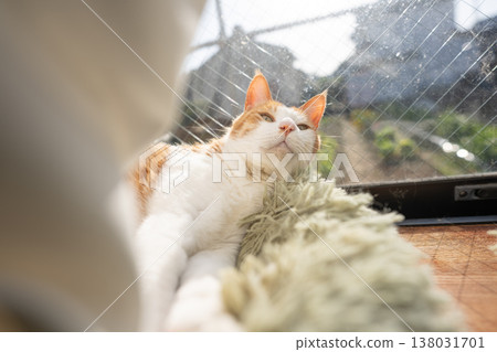 A cat relaxing by the window Brown tiger white A cat relaxing by the window Brown tiger white 138031701