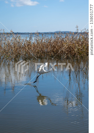 Plumed egret taking flight over Lake Colac, Victoria, Australia 138031777