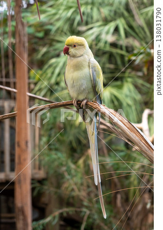Rose-ringed parakeet perched on a branch on Kangaroo Island, Australia Rose-ringed parakeet perched on a branch on Kangaroo Island, Australia 138031790
