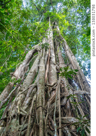 Strangler fig in Tentena rainforest, Sulawesi, Indonesia 138031798