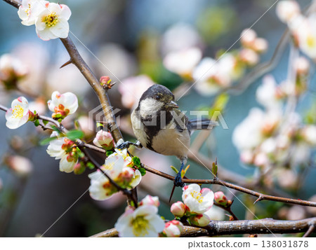 Japanese quince flower and great tit Japanese quince flower and great tit 138031878