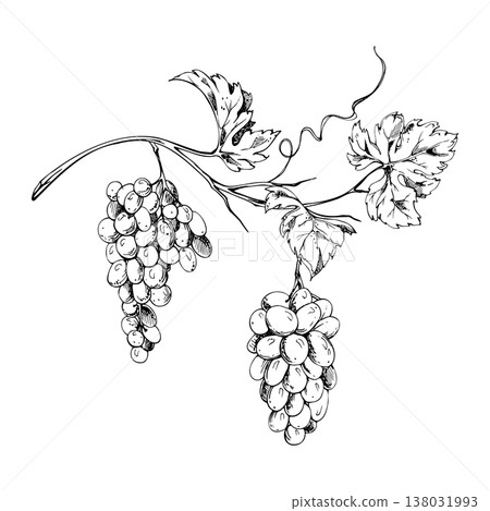 Natural grapevine with clustered grapes, tendril creeper curls and expressive foliage hand drawn in refined ink lines. Isolated vector illustration. Wine industry visuals, harvest festival design Natural grapevine with clustered grapes, tendril creeper curls and expressive foliage hand drawn in refined ink lines. Isolated vector illustration. Wine industry visuals, harvest festival design 138031993