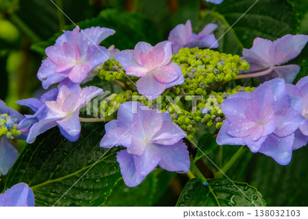 Raindrops glisten on the purple hydrangeas and fresh green leaves after the rain. Raindrops glisten on the purple hydrangeas and fresh green leaves after the rain. 138032103