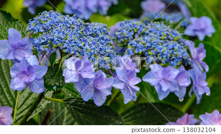 The purple hydrangea glistens with raindrops after the rain, and the fresh green leaves. The purple hydrangea glistens with raindrops after the rain, and the fresh green leaves. 138032104