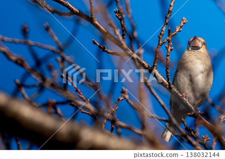 Shime perching on a branch 138032144