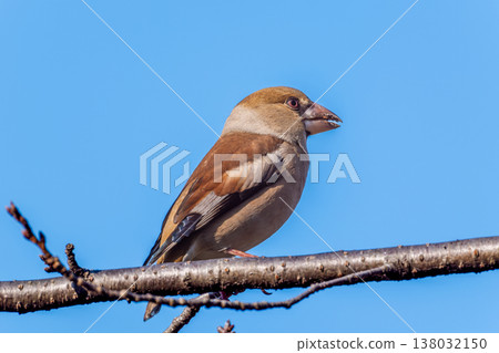 Shime perching on a branch 138032150