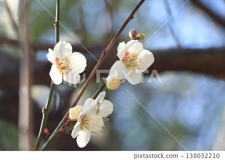 梅花盛開 138032210