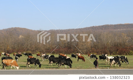 A herd of cows grazes in an open field against a backdrop of leafless woods and a pale, clear sky,these are farm cattle free ranging during the off season. The cows graze in a farm field 138032323