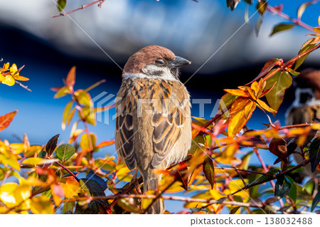Sparrow that fits in branches Sparrow that fits in branches 138032488