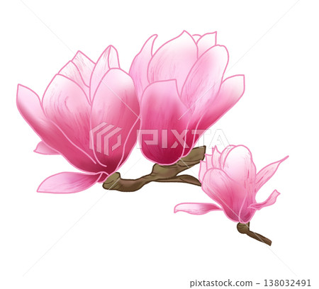 The purple magnolia blooms in early spring with large, beautiful purplish-red flowers. The purple magnolia blooms in early spring with large, beautiful purplish-red flowers. 138032491