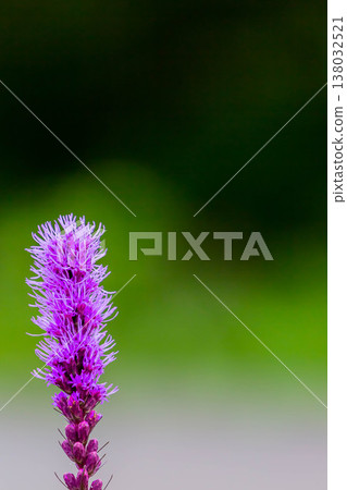 Liatris蘭香 138032521