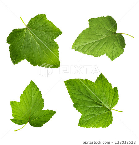Set of four green currant leaves isolated on white background 138032528