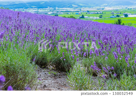 薰衣草田 138032549