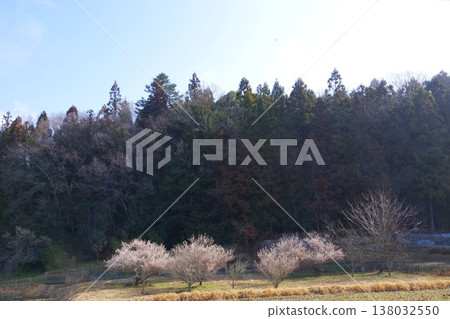 梅花盛開的地方 138032550