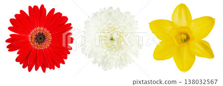 Collection of three spring flowers: red gerbera, white chrysanthemum and yellow daffodil Collection of three spring flowers: red gerbera, white chrysanthemum and yellow daffodil 138032567