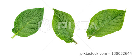 Set of fresh green potato leaves isolated on white background Set of fresh green potato leaves isolated on white background 138032644