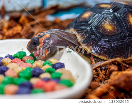Close-up of a red-footed tortoise 138032655