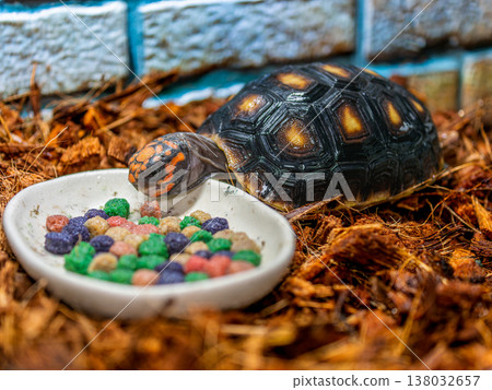 紅腿陸龜的特寫 138032657