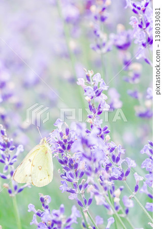 先生根 先生根 138033081