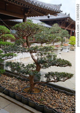 Bonsai tree in Chi Lin Nunnery, Diamond Hill, Kowloon, Hong Kong 138033082