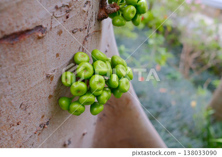 A group of Ficus racemosa trees on a tree trunk in the Hong Kong Botanic Gardens 138033090