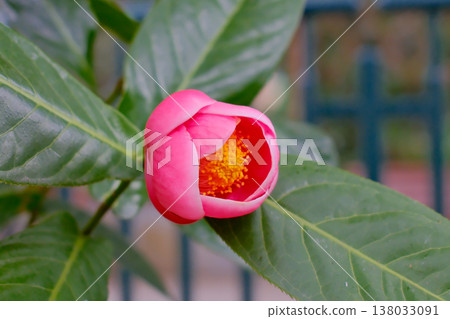Vibrant pink Camellia amplexicaulis flower on green leaf in Hong Kong garden Vibrant pink Camellia amplexicaulis flower on green leaf in Hong Kong garden 138033091