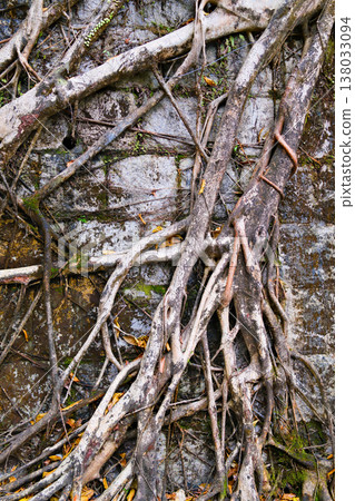 Closeup of banyan tree roots texture on the stone wall in Hong Kong garden 138033094