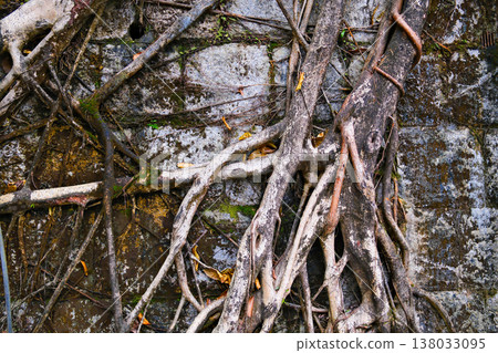 Closeup of banyan tree roots texture on the stone wall in Hong Kong garden 138033095